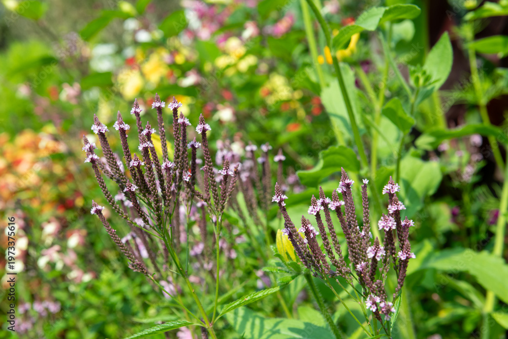 custom made wallpaper toronto digitalSwamp verbena (verbena hastata) flowers in bloom