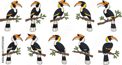 Hornbill bird collection perched on branches in colorful flat vector style, exotic tropical wildlife illustration set for nature, jungle, and educational design