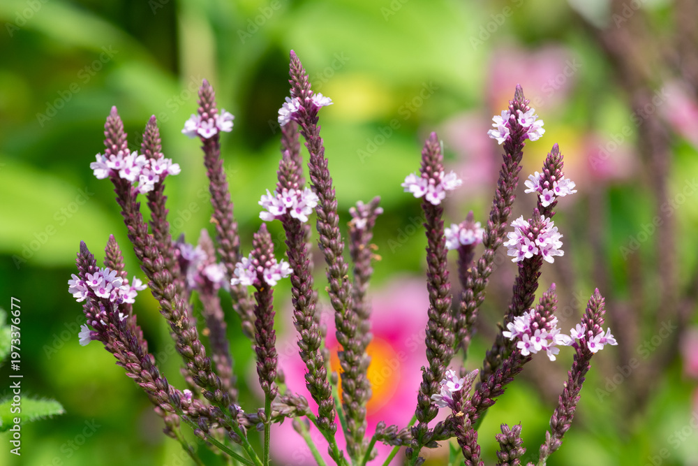 custom made wallpaper toronto digitalSwamp verbena (verbena hastata) flowers in bloom