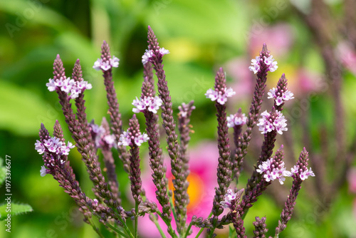 Wallpaper Mural Swamp verbena (verbena hastata) flowers in bloom Torontodigital.ca