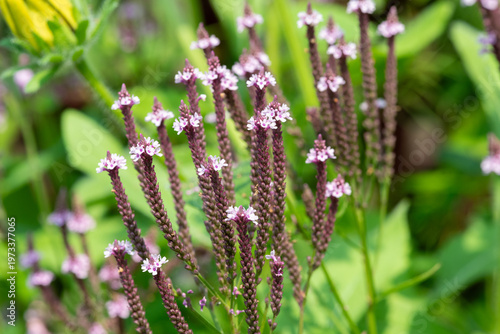 Wallpaper Mural Swamp verbena (verbena hastata) flowers in bloom Torontodigital.ca