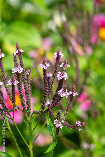 Wallpaper Mural Swamp verbena (verbena hastata) flowers in bloom Torontodigital.ca