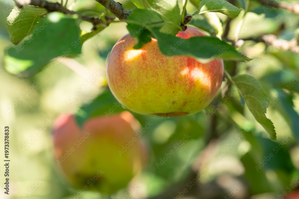 Obraz premium Close-up of a ripe rosy apple on a branch. A close-up of a large, juicy yellow-red apple ripening on a tree branch in a garden among green leaves