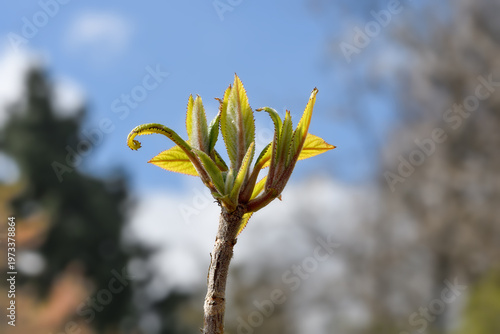 bud and young leaves of hydrangea aspera,lower Rhine region,Germany