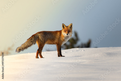 red fox in winter snow