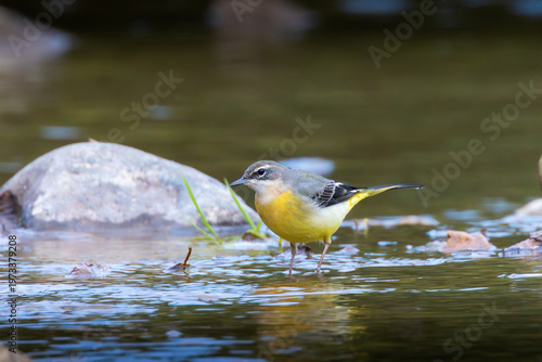 grey wagtail searching for food on a mountain river