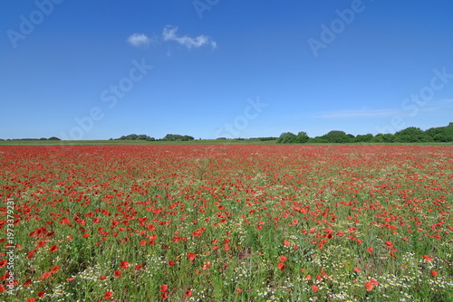 Poppy Field in Monheimer Rheinbogen landscape Park,Germany