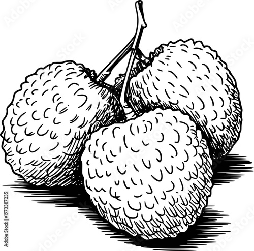 Hand drawn of ripe lychee fruits a white background with hatching shadow food