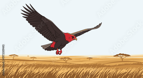 A red-faced bird of prey soars over a sun-drenched savanna with acacia trees
