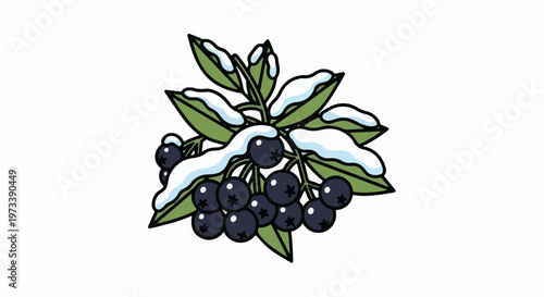Dark berries and green leaves covered in soft white snow on a branch