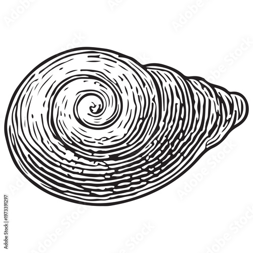 Spiral Top Seashell Illustration for Marine Life, Ocean Pattern Design, and Coastal Theme