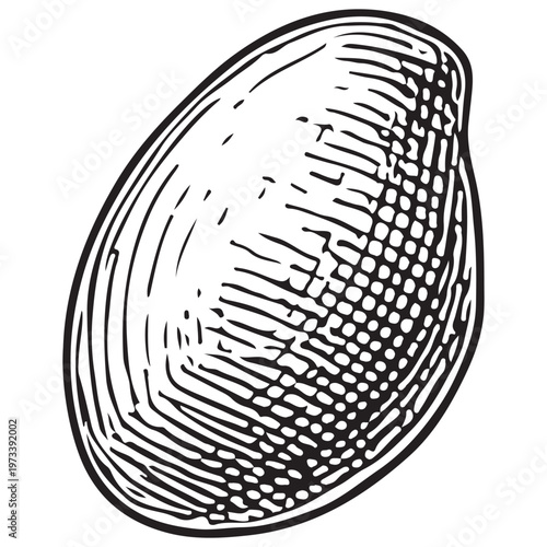 Clam Seashell Illustration for Ocean Life, Beach Decor, and Marine Biology Design