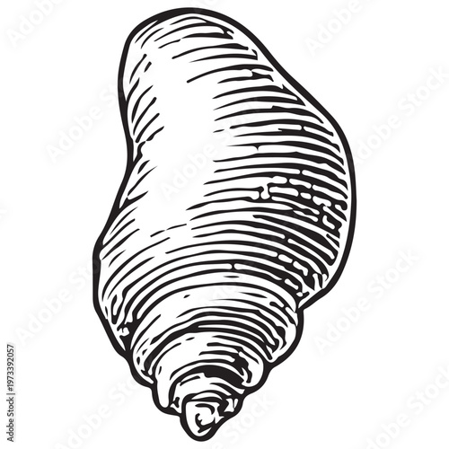 Conch Seashell Illustration for Tropical Beach, Ocean Life, and Coastal Nautical Design