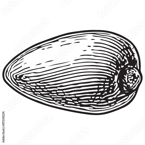 Smooth Oval Seashell Illustration for Coastal Design, Ocean Texture, and Beach Theme