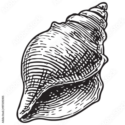 Conch Seashell Illustration for Tropical Beach, Ocean Life, and Coastal Nautical Design
