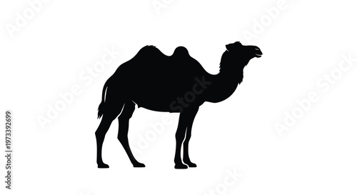 A striking black silhouette of a dromedary camel standing in profile silhouette