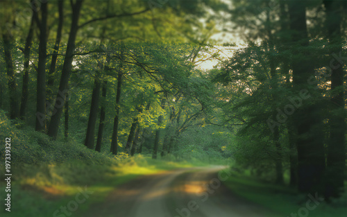 Sunlight filtering through a dense forest canopy creating a magical atmosphere