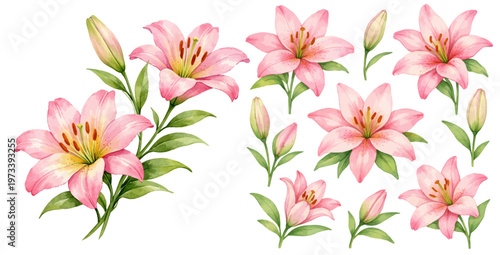 A charming watercolor collection of pink lily featuring soft blooming flowers with delicate petals and fresh green buds illustrated in a natural botanical style.
