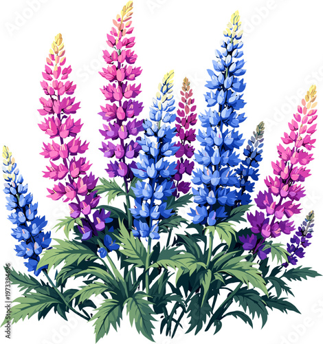 Pink and blue lupine flowers bush with vibrant blooming spikes, colorful spring garden floral illustration isolated on white