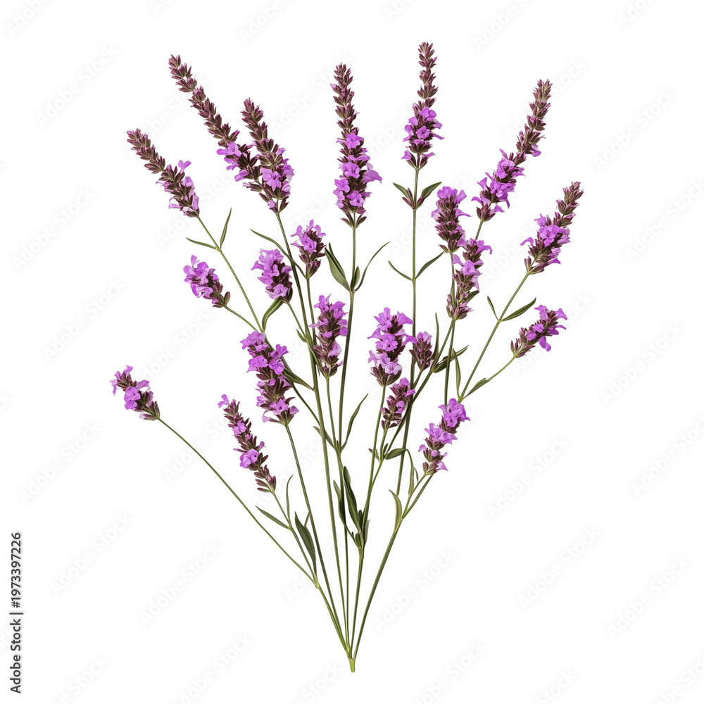 Fototapeta premium frontal Verbena binaries isolated on white background png