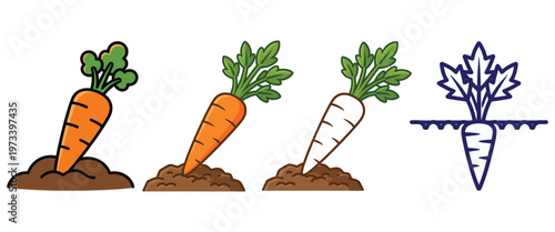Carrots growing in soil, orange and white varieties, garden harvest illustration.