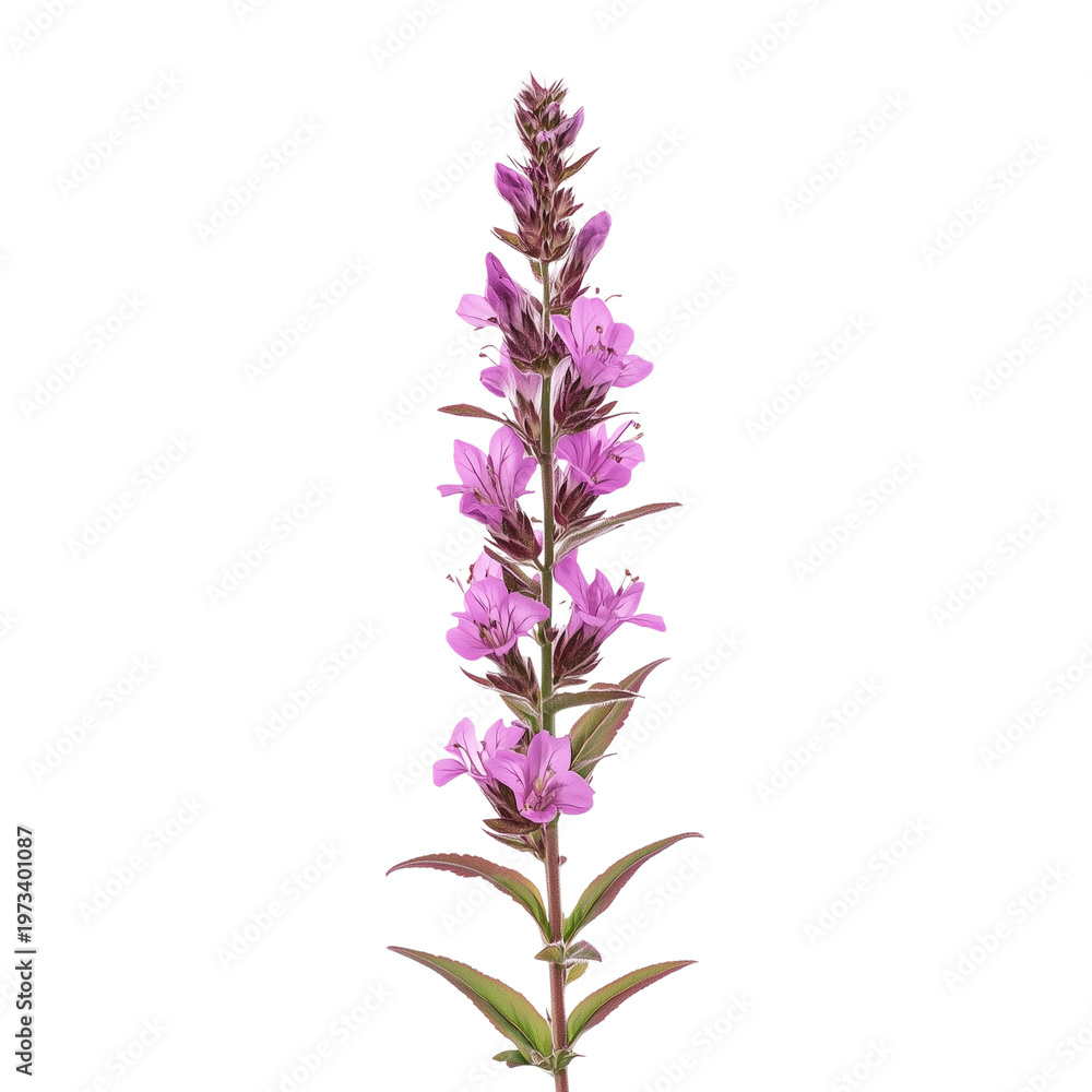 Obraz premium Lythrum salicaria purple-loosestrife isolated on white background png