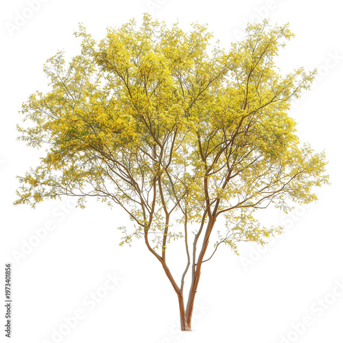 Parkinsonia aculeata сommon names palo verde isolated on white background png