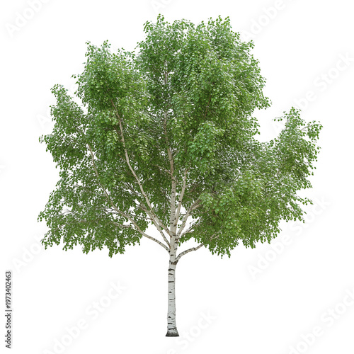 Betula utilis jacquemontii isolated on white background png