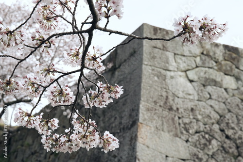 鳥取県米子市の春の米子城跡