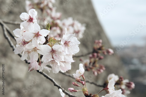 鳥取県米子市の春の米子城跡