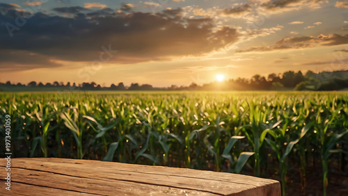 Golden sun shines over a green maize crop in a rural farm field at sunset as part of a beautiful summer nature landscape