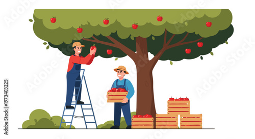Two farmers picking ripe red apples from a large green tree in an orchard and placing them into wooden crates for harvest.