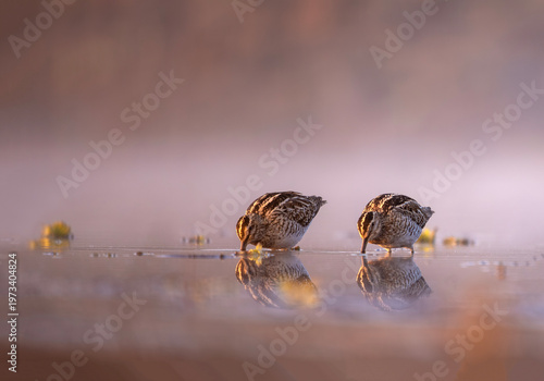 Schilderij op canvas Common snipes feeding in misty lake with soft reflection during early morning li