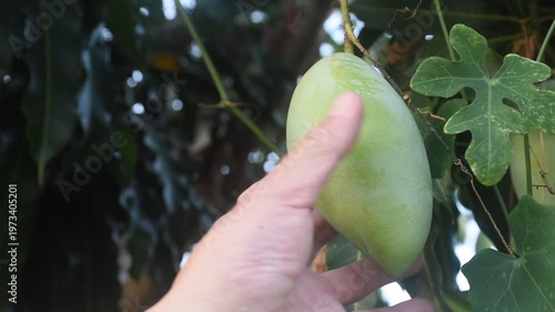 ripe mango tropical fruit hanging from branch on tree in garden picking by hand usedscissors cutiing
