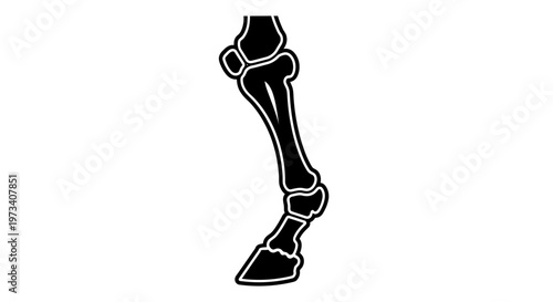 Detailed illustration of horse leg bones.