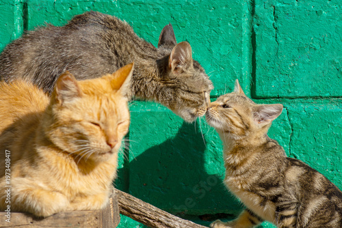 A father cat, a mother cat and a kitten as a family of stray animals.