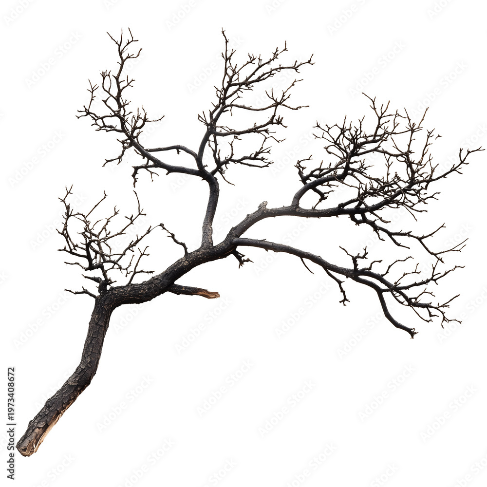 Fototapeta premium tree branch isolated on white background png