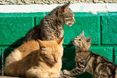 A father cat, a mother cat and a kitten as a family of stray animals.