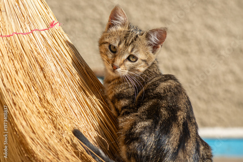 Portrait of a cute kitten at home. Rural pets.