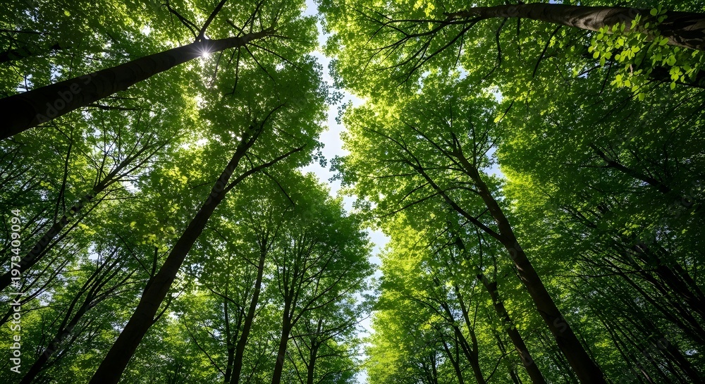 Fototapeta premium Lush Green Forest Canopy with Sunlight Peeking Through Tall Trees.