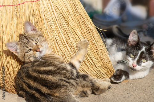 Portrait of cute kittens at home near a broom. Rural pets.