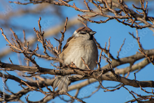 House sparrow sitting on a tree branch. Blue sky background in spring.