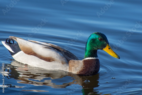 Male wild duck swimming on the water. Bright colors of the bird during the mating season, sexual dimorphism.