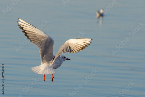A seagull flies over the water, spreading its wings.