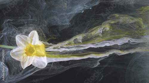 Horizontal daffodil trailing long vapor stream across black background, elongated ink ribbons follow stem, cinematic slow motion capture of delicate