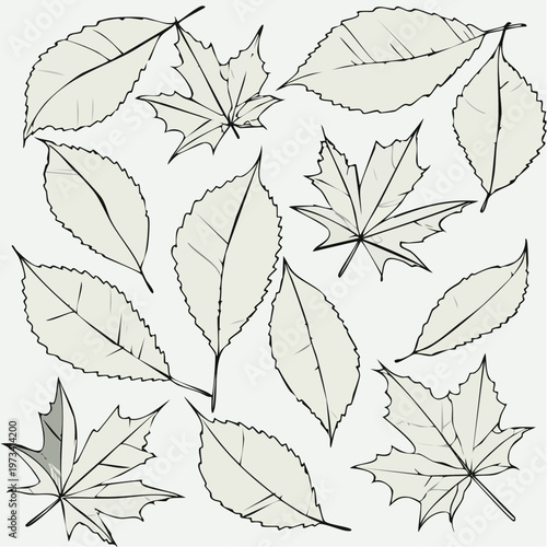 Detailed Hand-Drawn Outline of Various Autumn Leaves Scattered Across a White Background.
