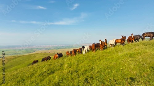 Herd of horses grazes peacefully in grassy fields under clear sky. Serene rural landscape features distant town and natural beauty.