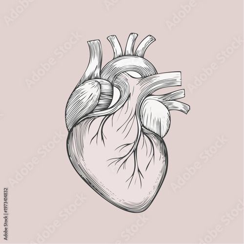 Detailed anatomical human heart illustration in a vintage style.