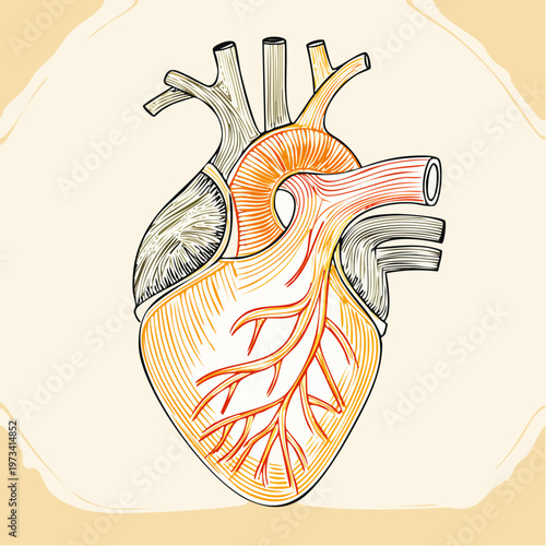 Detailed anatomical illustration of a human heart.