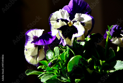 wiosenne bratki, fioletowo-żółte bratki ogrodowe, fiołki ogrodowe, Viola × wittrockiana, Beautiful purple-yellow pansy flowers, garden pansy